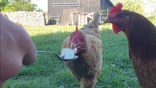 Chickens eating vanilla ice cream: Part two