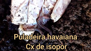 Minhocas  puladeiras havaianas para pesca  em cxs de isopor.