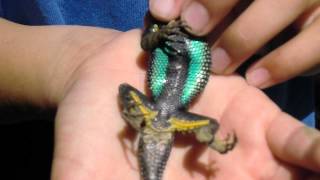 A Beautiful Western Fence Lizard with Turquoise Belly