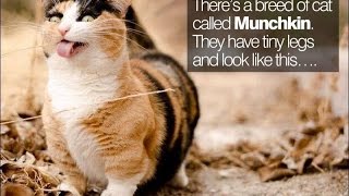 Cats 101~Munchkin Cat Interesting Funny Facts You Didn't Know