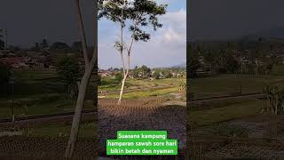 Keindahan kampung halaman sore hari hamparan sawah bikin adem yang dirindukan orang kota