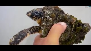 Rescuing a Sea Turtle: Removing Barnacles from its Shell - josesea