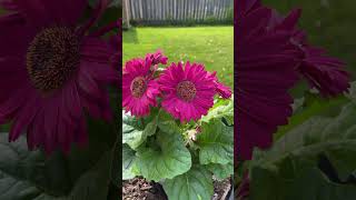 Gerber daisies #gardening #garden #flowers #pink #plants #plantlovers