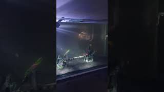 4ft aquarium and Glo tetra fish