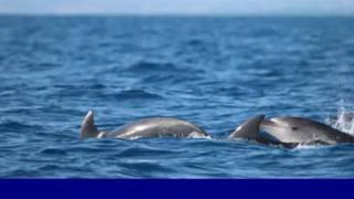 Delfini a Ostia - Oceanomare Delphis