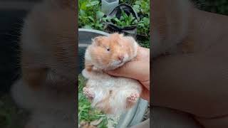 Hamster Syirian Long hair #baby #hamsters #hamstersyrian