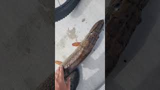 My pb pike