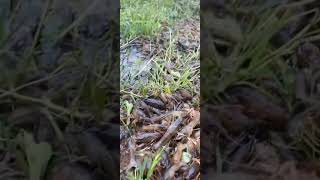 Panen Udang Air Tawar #viral #perikanan #budidaya #videoshort