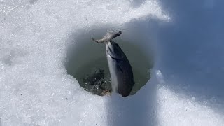 Late season ice fishing for brook trout #icefishing