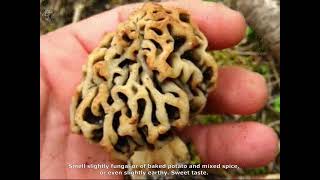 Morchella vulgaris. Champimaginatis. English Text.