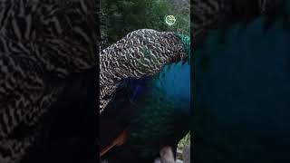 Palawan Peacock #peacock  #ForestBirds #NatureBeauty #BirdLife