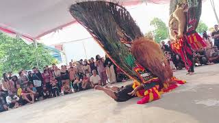 SOLAH DADAK MERAK BESAR PEMBARONG MUDA REOG PONOROGO TIMBUL MANGGOLO#dadakmerak #pembarong #reog