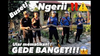 🔴NGERi‼️Rescue KING COBRA⚠️ Hampir Tiap hari‼️ Ukuran nya gak wajar!! Sampit - kalimantan tengah