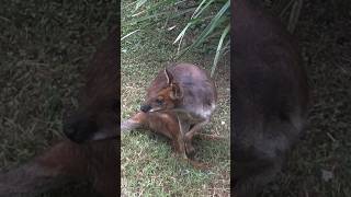 Australian wallaby  #youtubeshorts #shorts #wallaby