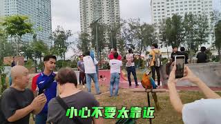 Penang Gurney Bay 今天早上突然有多人围观发生什么事？