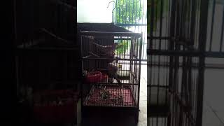 Suara burung puter.part 2