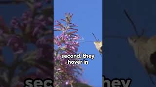 The Enchanting Hummingbird Moth 🦋🦋🦋🦋✨