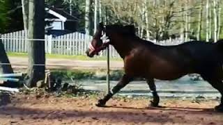 Beautiful Horse Jumping at Liberty in Cavallo Hoof Boots!