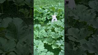 Nita Twin First Time In The Pumpkin Patch 🎃 #AKC #BullTerrier #NitaTwin #ChosenSheepKennels #STL