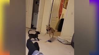 Pets make life fun :) #funny #funnyvideo #funnyshorts #animals #dog #dogshorts #cat