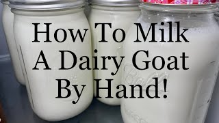 How to milk a dairy goat - by HAND!