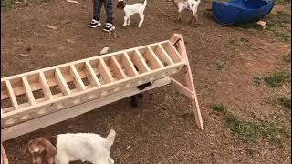 Goat kid feeding station made easy