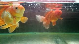 Giant oranda goldfish 6" inches size.