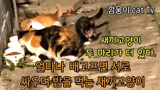 별이된줄 알았던 새끼고양이 3마리 얼마나 배가 고프면 서로 싸우며 밥을 먹는 새끼고양이