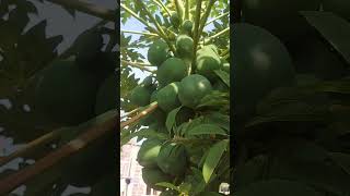 papaya fruits tree #originalallarticle