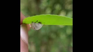 Larva & Adult of the Curry-leaf Tortoise Beetle(Silana farinosa) #beetle #tortoise