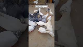 Pigeons #shorts #bird #nafeespigeon #viralvideo #shortsviral