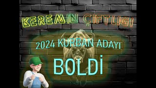 Keremin Çiftliği 2024 Kurbanlık Büyükbaş Boldi - SATILDI