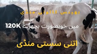 bhains colony cow mandi/ cow mandi updates @mandivlogswithejaz4258