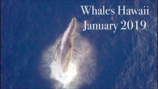 Whales Hawaii January 2019: DJI Mavic Pro Drone Footage