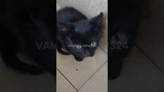 Ela encontrou 4 filhotinhos de gato abandonado dentro de uma caixa#shorts