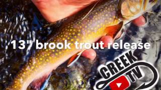 13" NATIVE BROOK TROUT  IN A SMALL CREEK CREEK TV