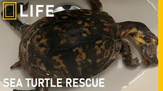 Heartwarming moments of saving injured sea turtles | Animal rescue compilation