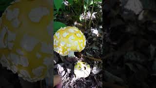 Uncover Amanita muscaria var. guessowii on Spirit Trail