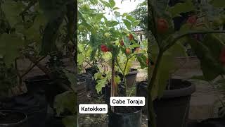 Pemandangan yang Indah!! Cabe Terpedas di Indonesia!! Katokkon! #viralkan #cabe #pedas #pedasmampus