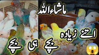 Daniyal Bhai @honeybirdavairy3230 K Lovebirds K Setup Ki Progress| Cremino | Decino | Albino RE