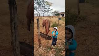 Maria e Duquesa #shortsviral #gado #fazenda #cutebaby