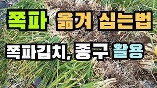 쪽파옮겨심기는 이렇게! 쪽파심는법, 쪽파심기, 쪽파키우기, 쪽파포기나누기, 쪽파김치, 쪽파요리