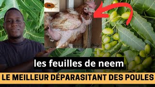 Les vertus des feuilles de neem comme déparasitant de vos poulets