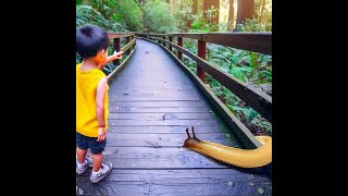 The Surprising Decision: Little Boy Identifies as Banana Slug at Muir Woods