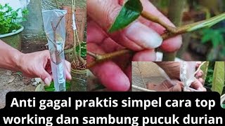 anti gagal praktis cara top working dan sambung pucuk durian