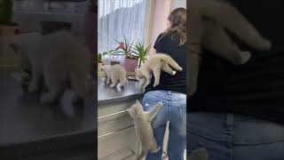 Kittens Climb Their Mom as They Couldn’t Wait for Food