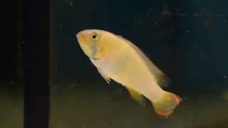 Pielęgniczka Panduro Apistogramma panduro