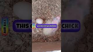 Cockatiel Best Soft Food | Chick Is 9 Days Old; New Egg Was Laid | @aanch News & Analysis |