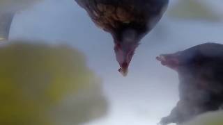 Chickens eating potatos