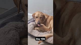 Day 106 of posting my dog until we hit 1k subscribers